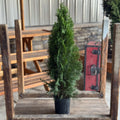Bonny's Garden Center Emerald Green Arborvitae - Live Evergreen Tree for Privacy Hedges