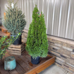 Emerald Green Arborvitae – Fast-Growing Privacy Hedge