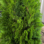 Emerald Green Arborvitae – Fast-Growing Privacy Hedge