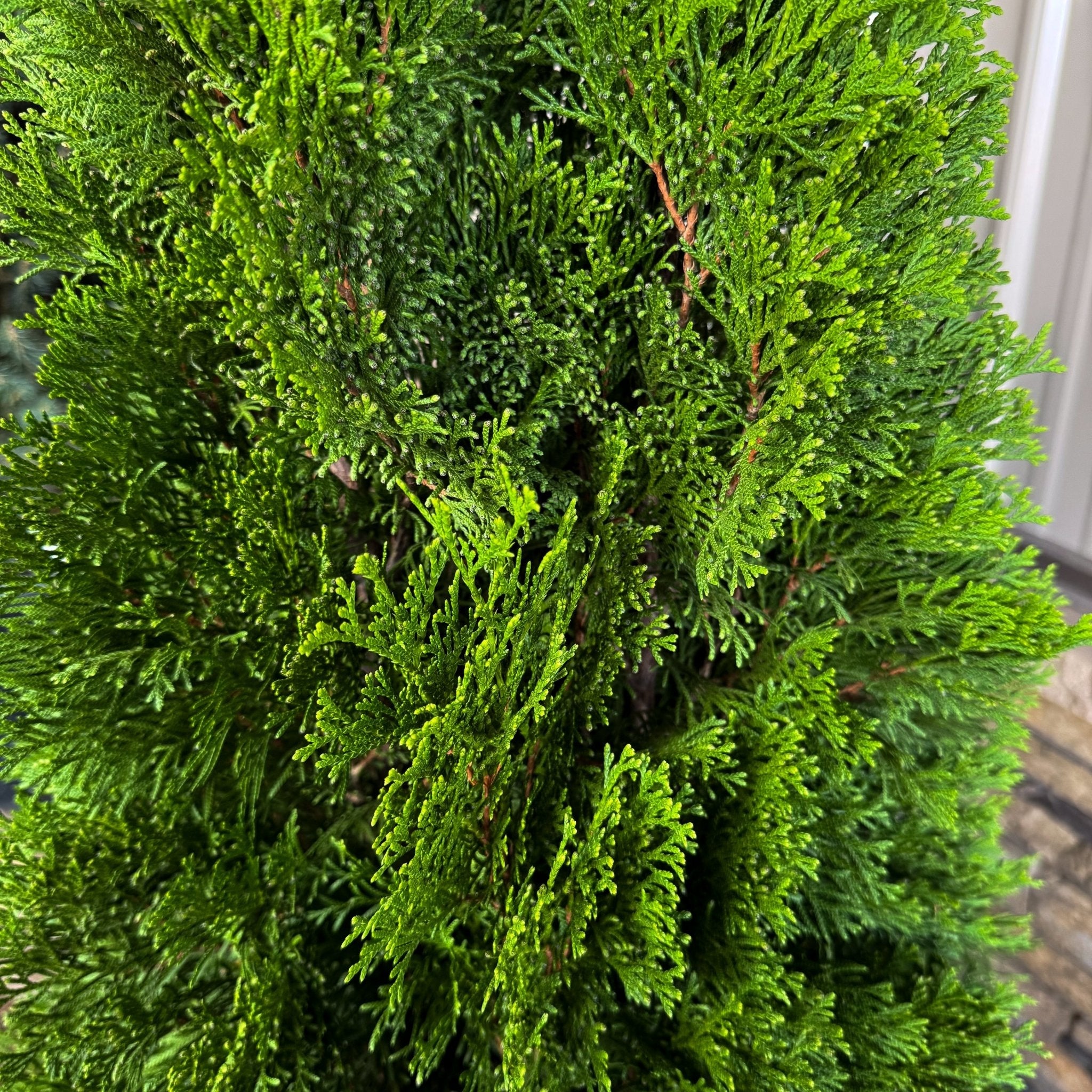 Emerald Green Arborvitae – Fast-Growing Privacy Hedge