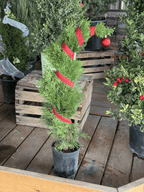 Emerald Green Arborvitae – Fast-Growing Privacy Hedge