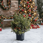Honey Maid Holly – Variegated Blue-Green Evergreen with Red Winter Berries