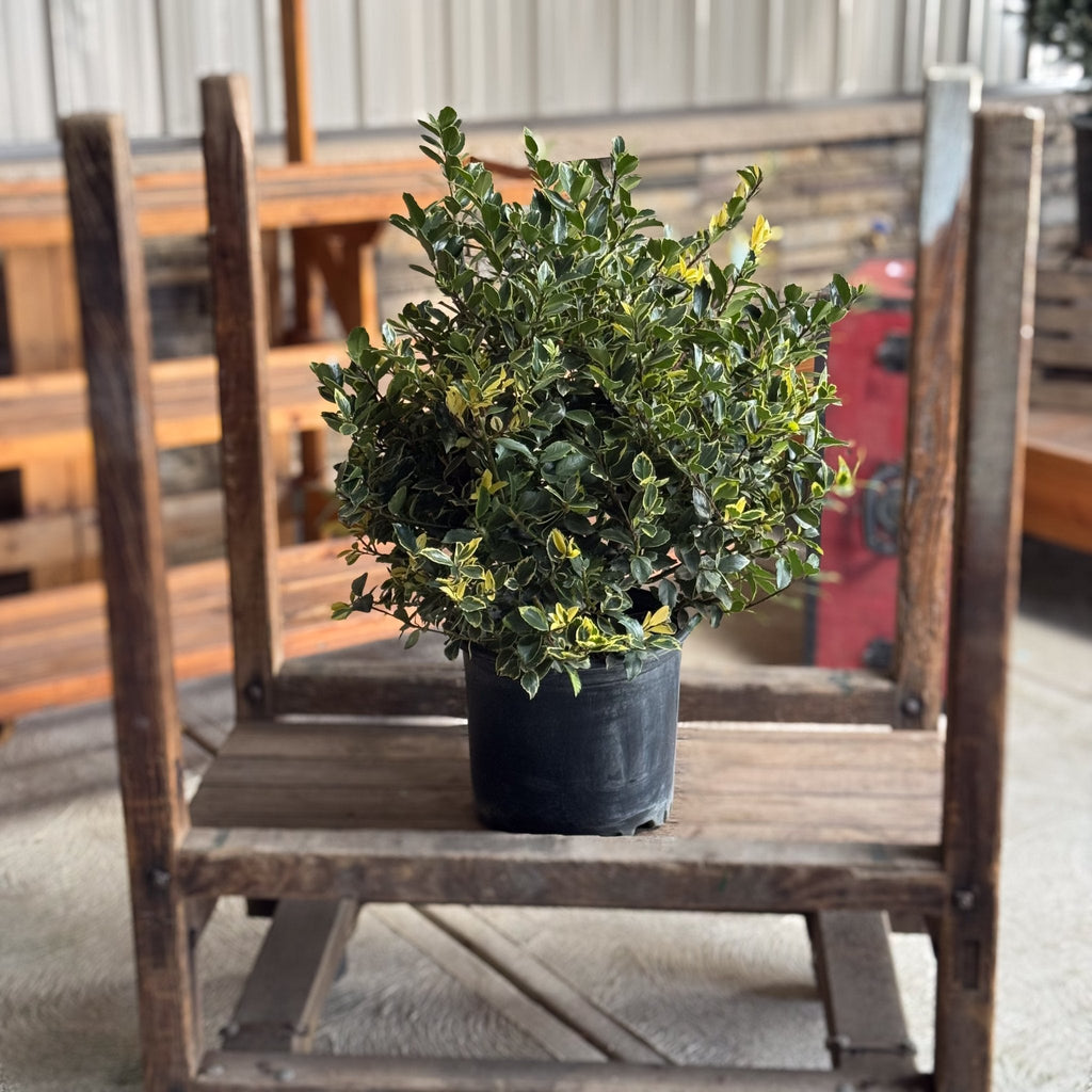 Bonny's Garden Center Honey Maid Holly with variegated blue-green leaves and red winter berries