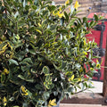Honey Maid Holly – Variegated Blue-Green Evergreen with Red Winter Berries