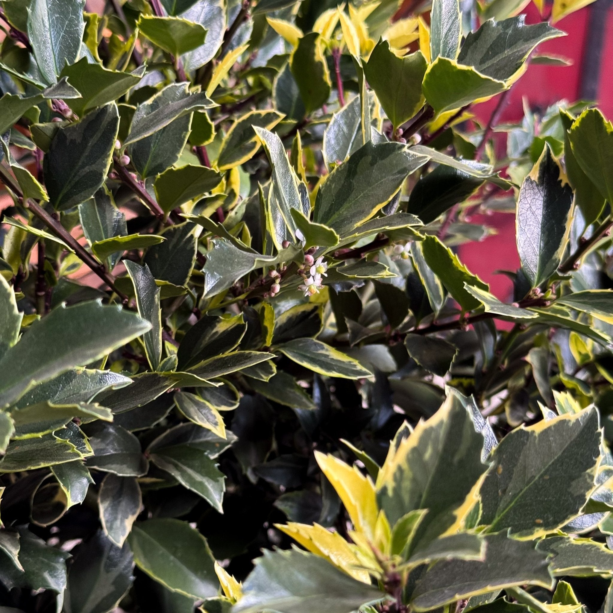Honey Maid Holly – Variegated Blue-Green Evergreen with Red Winter Berries