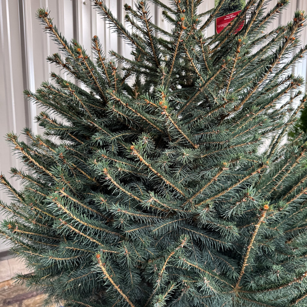 Norway Spruce Tree – Hardy Green Evergreen Windbreak