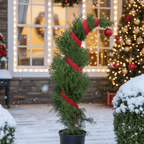 Emerald Green Arborvitae – Fast-Growing Privacy Hedge