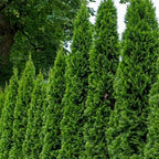 Emerald Green Arborvitae – Fast-Growing Privacy Hedge