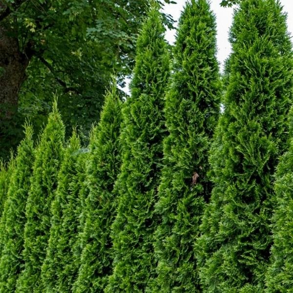 Emerald Green Arborvitae – Fast-Growing Privacy Hedge