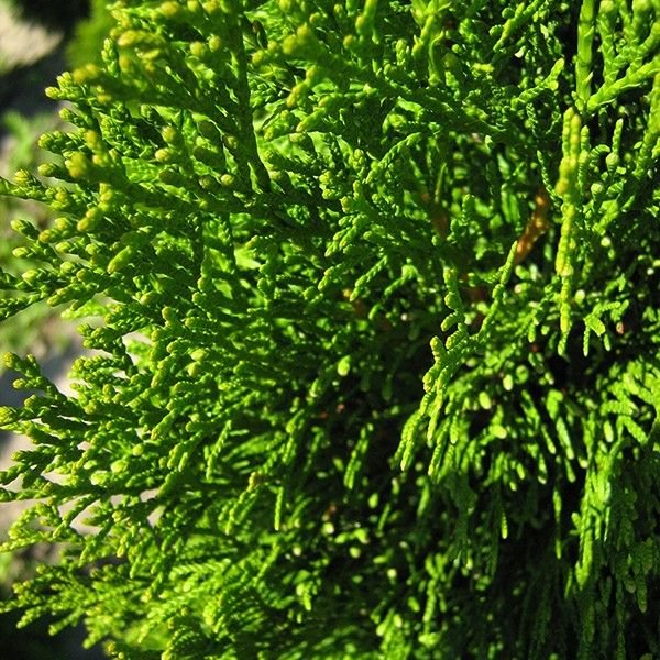 Emerald Green Arborvitae – Fast-Growing Privacy Hedge