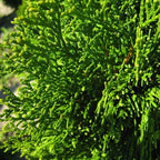Emerald Green Arborvitae – Fast-Growing Privacy Hedge