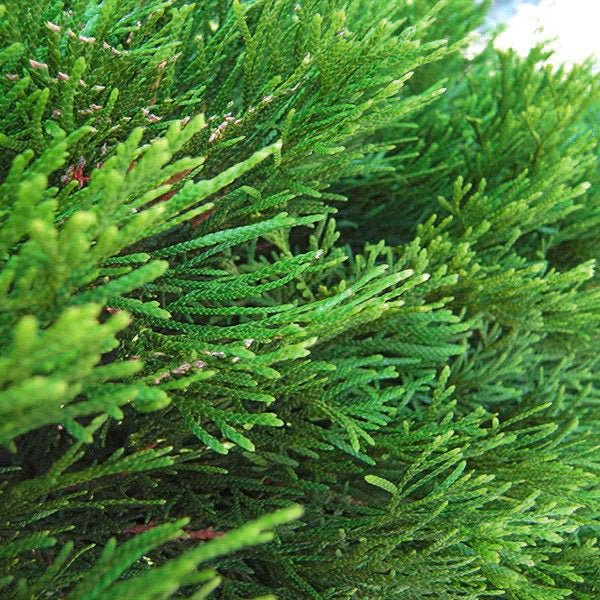 Emerald Green Arborvitae – Fast-Growing Privacy Hedge