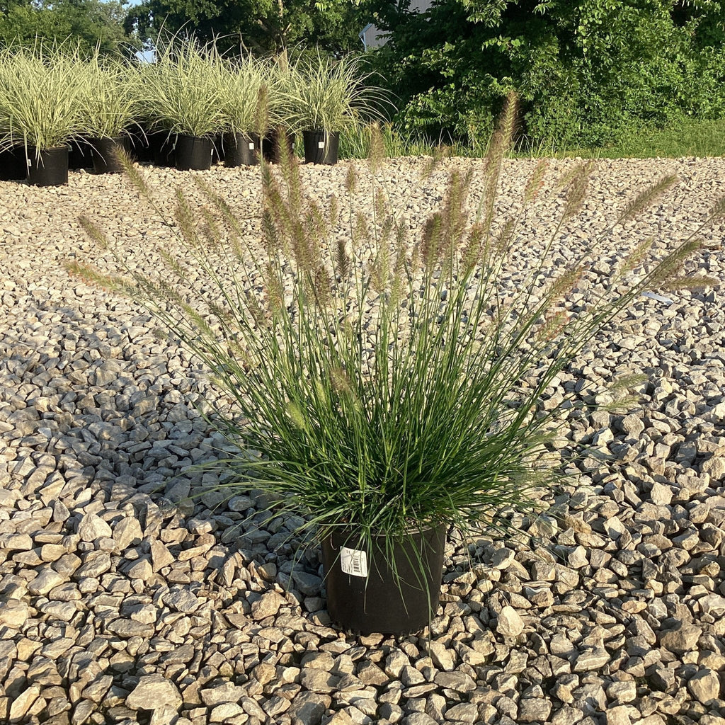 Dwarf Fountain Grass – Compact Pennisetum Perennial Ornamental Plant