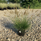 Dwarf Fountain Grass – Compact Pennisetum Perennial Ornamental Plant