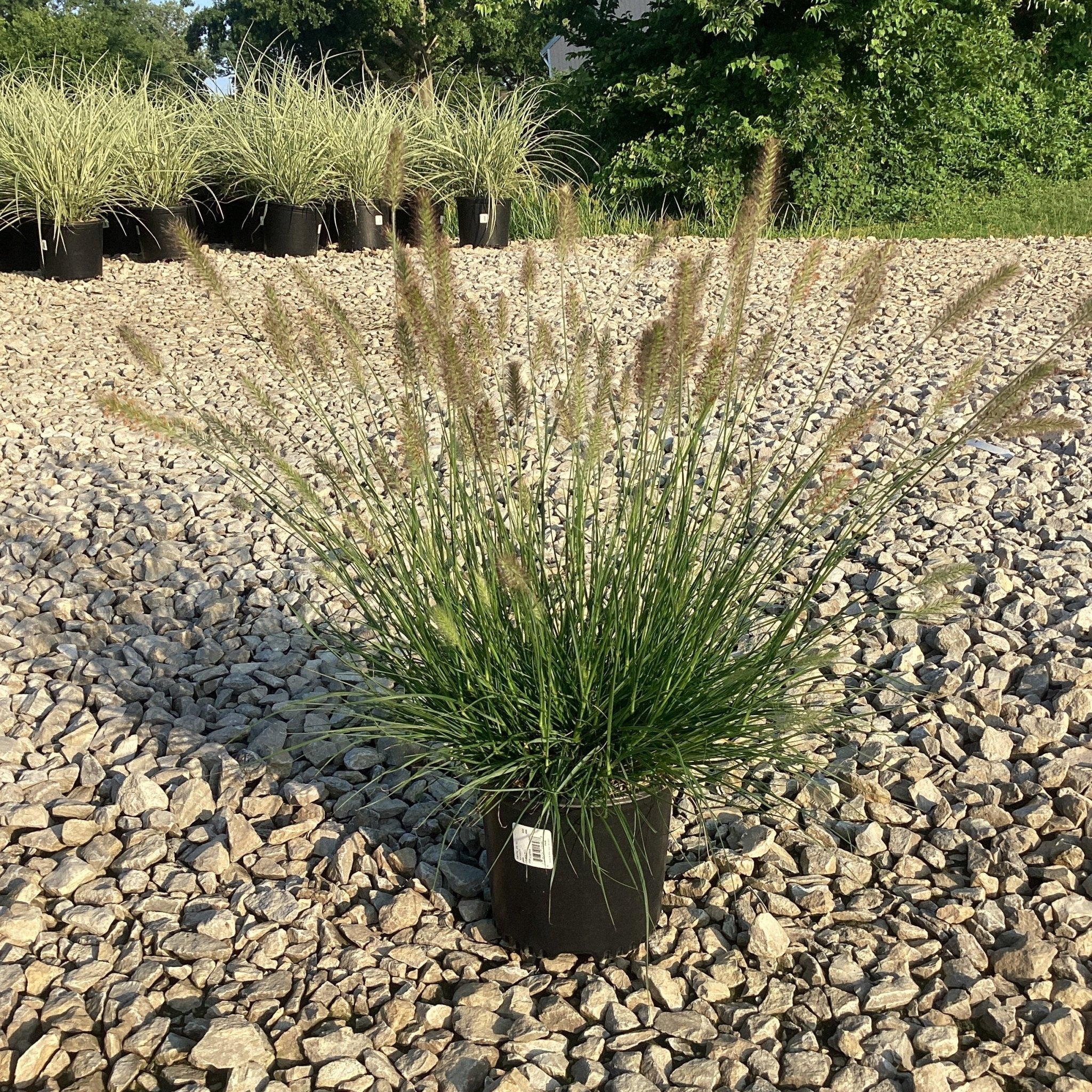 Dwarf Fountain Grass – Compact Pennisetum Perennial Ornamental Plant