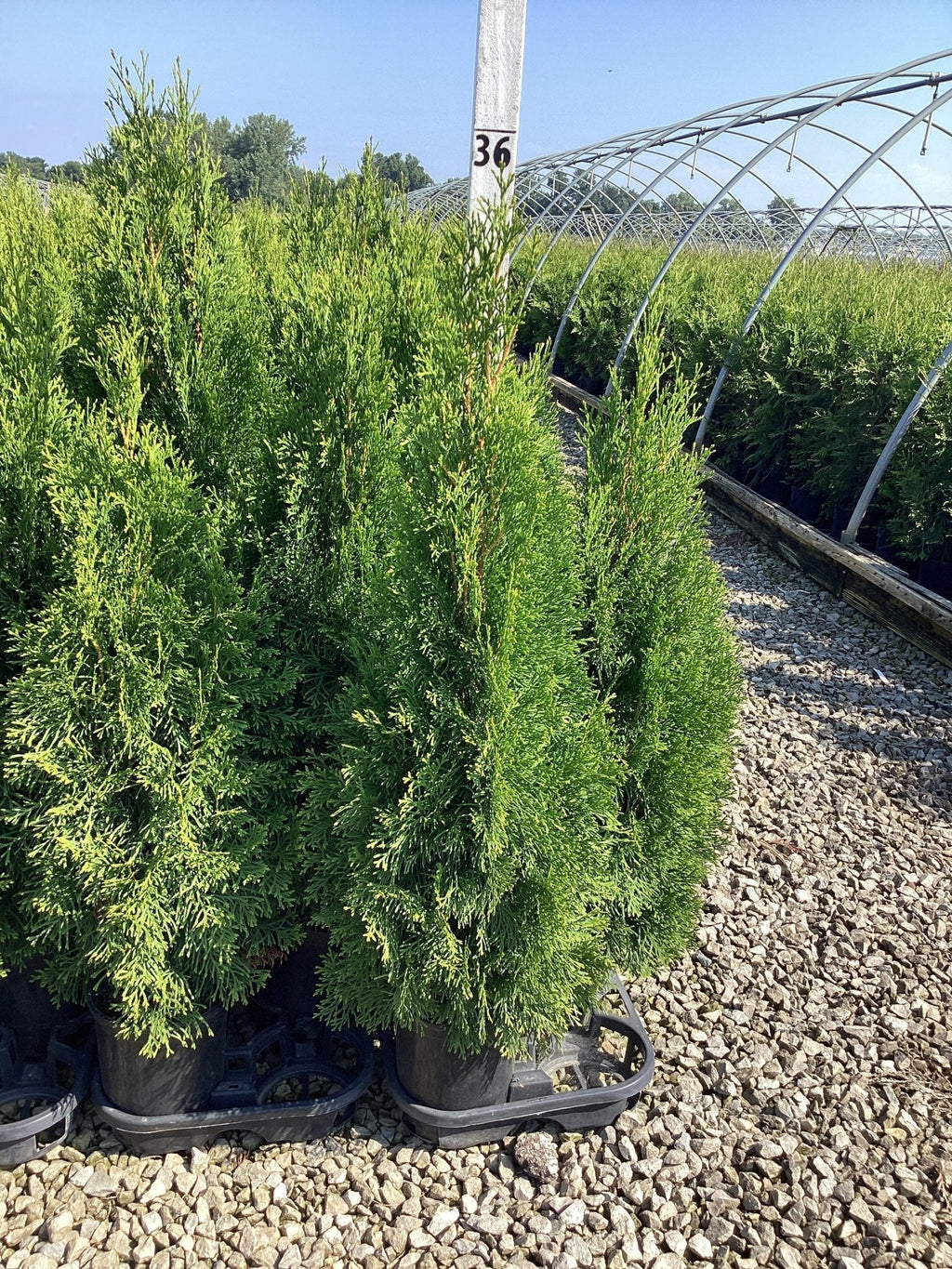 Emerald Green Arborvitae – Fast-Growing Privacy Hedge