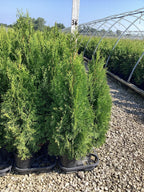 Emerald Green Arborvitae – Fast-Growing Privacy Hedge
