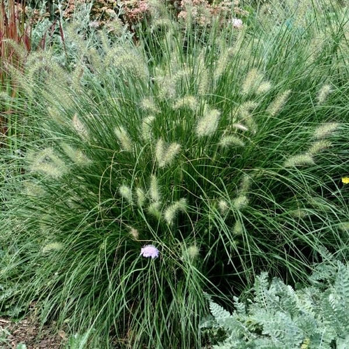 Dwarf Fountain Grass – Compact Pennisetum Perennial Ornamental Plant