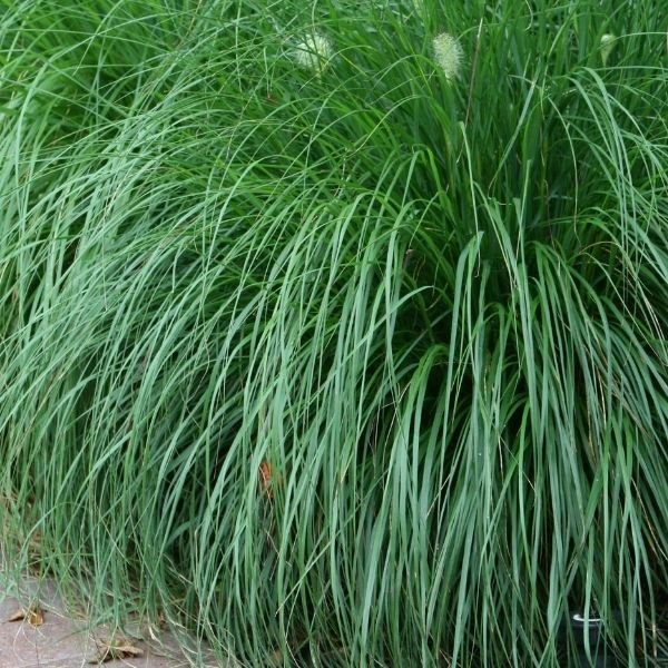 Dwarf Fountain Grass – Compact Pennisetum Perennial Ornamental Plant