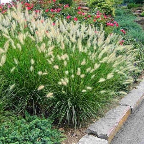 Dwarf Fountain Grass – Compact Pennisetum Perennial Ornamental Plant
