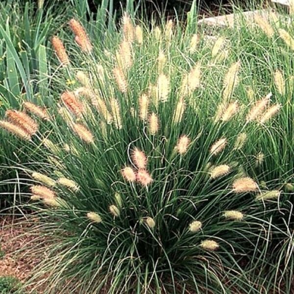 Bonny's Garden Center Dwarf Fountain Grass - Pennisetum alopecuroides 'Hameln' with graceful arching green foliage and buff seed heads