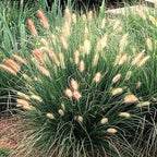 Bonny's Garden Center Dwarf Fountain Grass - Pennisetum alopecuroides 'Hameln' with graceful arching green foliage and buff seed heads