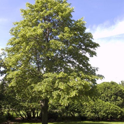 Linden Tree – Pyramidal Shade Tree