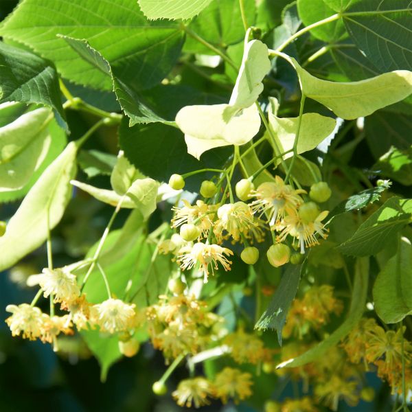 Linden Tree – Pyramidal Shade Tree