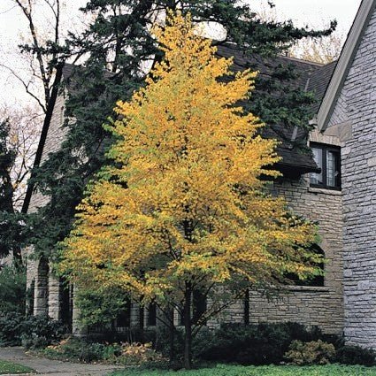 Linden Tree – Pyramidal Shade Tree