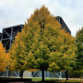 Bonny's Garden Center Greenspire® Linden tree with pyramidal form and dense green foliage