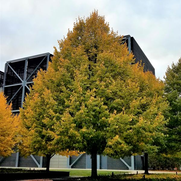 Bonny's Garden Center Greenspire® Linden tree with pyramidal form and dense green foliage
