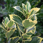 Honey Maid Holly – Variegated Blue-Green Evergreen with Red Winter Berries