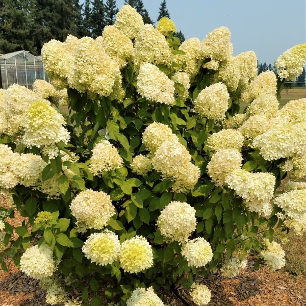 Limelight Panicle Hydrangea – Hardy Color-Changing Shrub