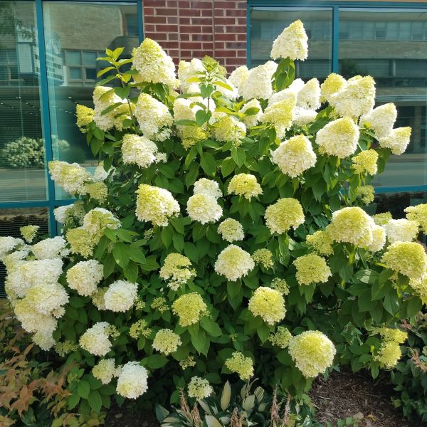 Bonny's Garden Center Limelight Panicle Hydrangea showing lime green and white blooms in a sunny garden