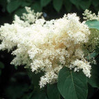 Ivory Silk Japanese Tree Lilac