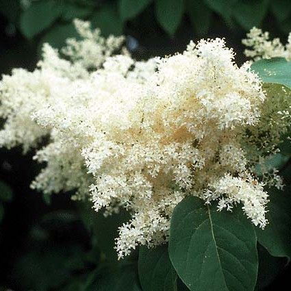 Ivory Silk Japanese Tree Lilac