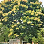 Ivory Silk Japanese Tree Lilac