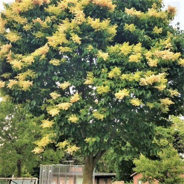 Ivory Silk Japanese Tree Lilac