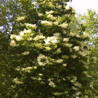 Ivory Silk Japanese Tree Lilac