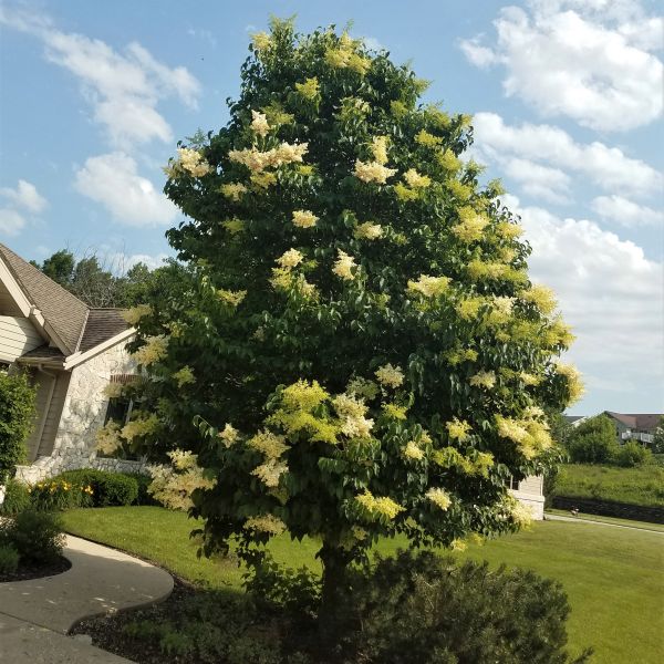 Bonny's Garden Center Ivory Silk Japanese Tree Lilac with creamy white flowers