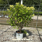 Limelight Panicle Hydrangea – Hardy Color-Changing Shrub