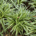 Bonny's Garden Center Silvery Sunproof Liriope variegated foliage and lilac flowers