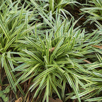 Bonny's Garden Center Silvery Sunproof Liriope variegated foliage and lilac flowers