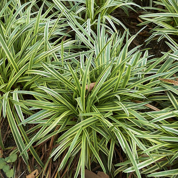 Bonny's Garden Center Silvery Sunproof Liriope variegated foliage and lilac flowers