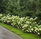 Panicle Hydrangea – Dwarf Shrub with Lime Green Blooms