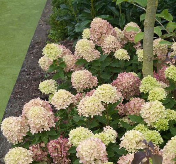 Panicle Hydrangea – Dwarf Shrub with Lime Green Blooms