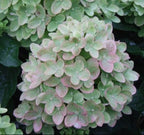 Panicle Hydrangea – Dwarf Shrub with Lime Green Blooms