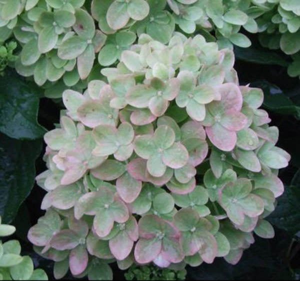 Panicle Hydrangea – Dwarf Shrub with Lime Green Blooms