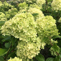 Bonny's Garden Center Little Lime® Panicle Hydrangea shrub with lime green and pink blooms in a garden