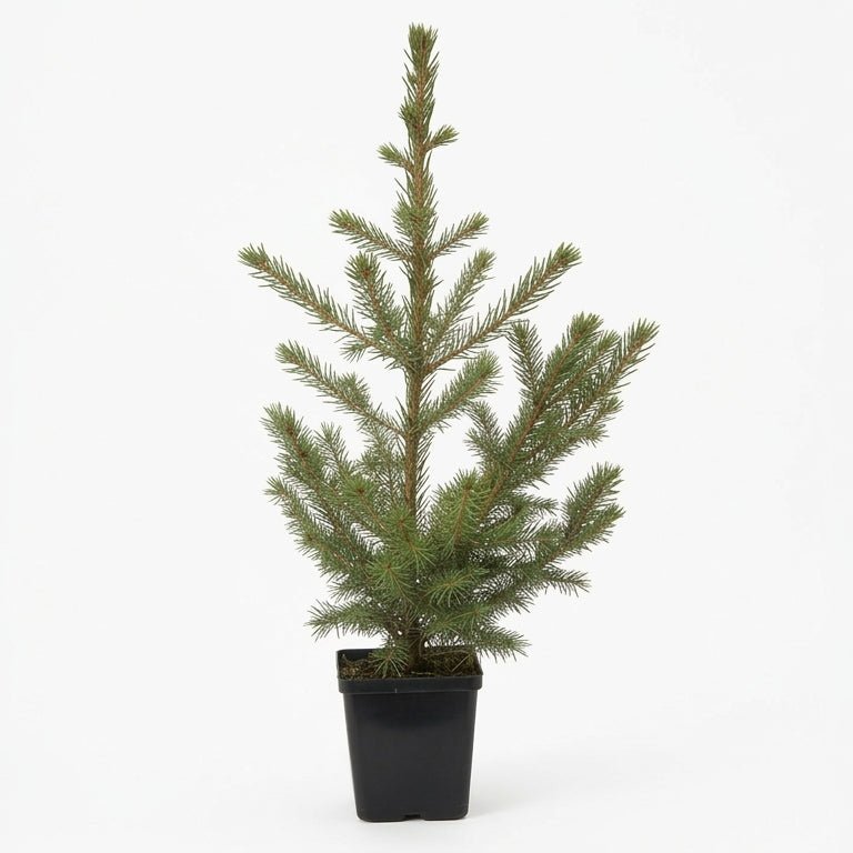 Bonny's Garden Center Norway Spruce tree with dark green needles and drooping branches in a landscape